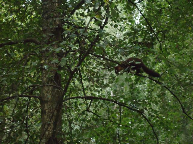 Damenfahrt Otterzentrum 029.jpg